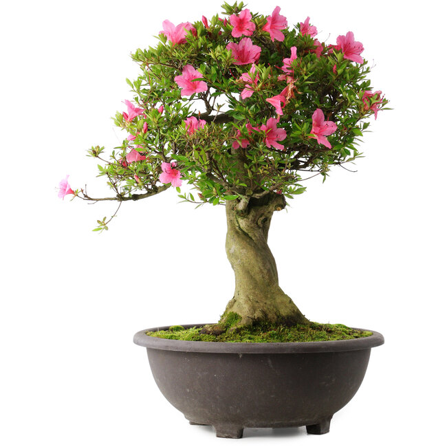 Rhododendron indicum Osakazuki, 58 cm, ± 30 years old