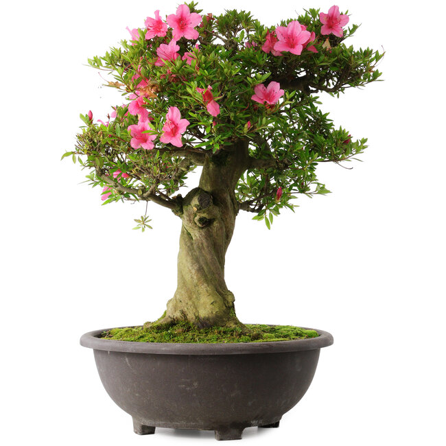 Rhododendron indicum Osakazuki, 58 cm, ± 30 years old