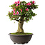 Rhododendron indicum Osakazuki, 58 cm, ± 30 jaar oud