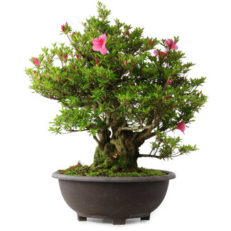 Rhododendron indicum Osakazuki, 60 cm, ± 30 jaar oud