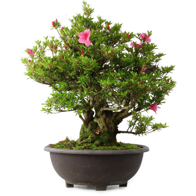 Rhododendron indicum Osakazuki, 60 cm, ± 30 jaar oud