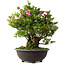Rhododendron indicum Osakazuki, 60 cm, ± 30 jaar oud