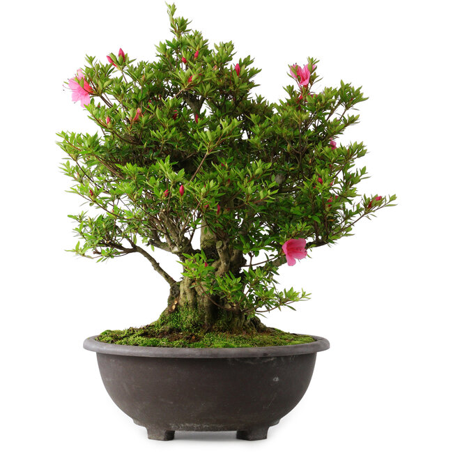 Rhododendron indicum Osakazuki, 60 cm, ± 30 Jahre alt
