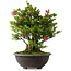 Rhododendron indicum Osakazuki, 60 cm, ± 30 Jahre alt
