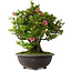 Rhododendron indicum Osakazuki, 60 cm, ± 30 Jahre alt