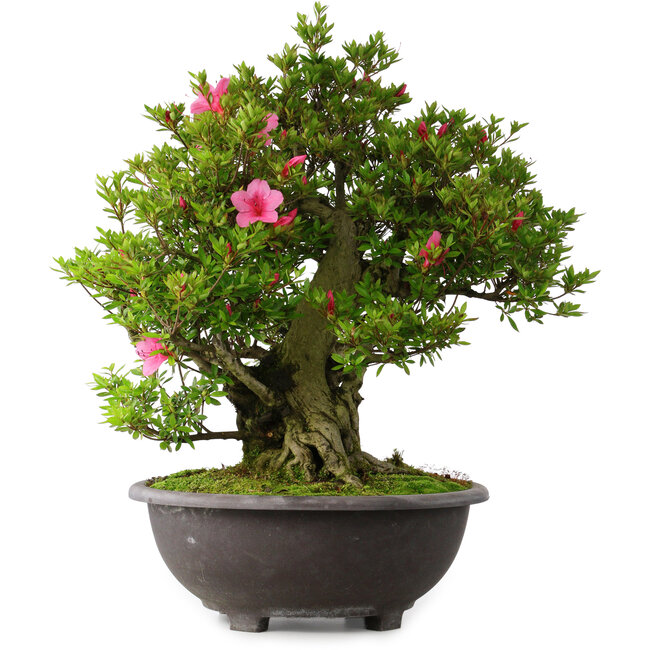 Rhododendron indicum Osakazuki, 60 cm, ± 30 Jahre alt