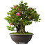 Rhododendron indicum Osakazuki, 60 cm, ± 30 Jahre alt