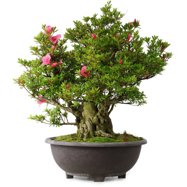 Rhododendron indicum Osakazuki, 60 cm, ± 30 Jahre alt