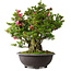 Rhododendron indicum Osakazuki, 60 cm, ± 30 Jahre alt