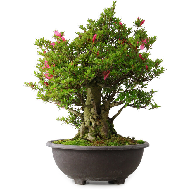 Rhododendron indicum Osakazuki, 60 cm, ± 30 Jahre alt