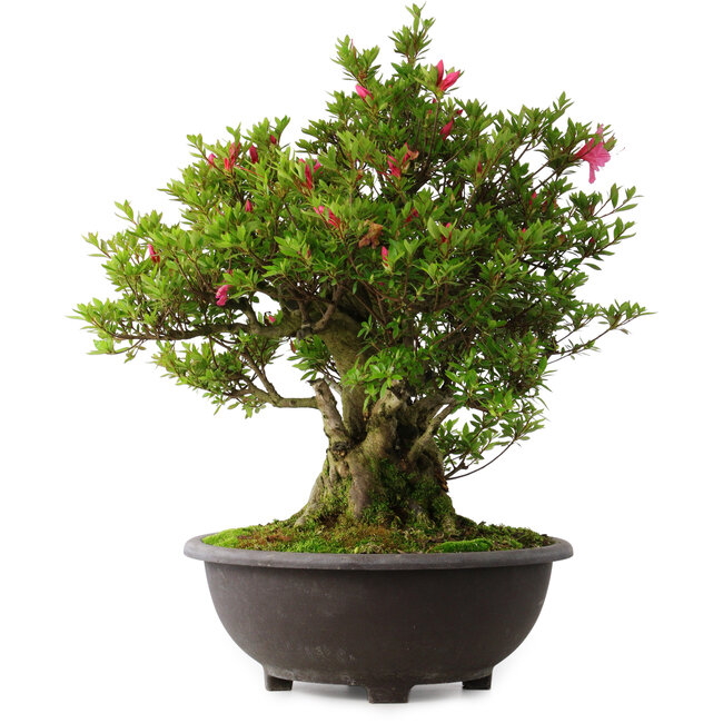 Rhododendron indicum Osakazuki, 60 cm, ± 30 Jahre alt