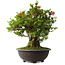 Rhododendron indicum Osakazuki, 60 cm, ± 30 jaar oud
