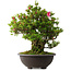 Rhododendron indicum Osakazuki, 60 cm, ± 30 Jahre alt