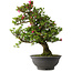 Rhododendron indicum Osakazuki, 72 cm, ± 30 jaar oud