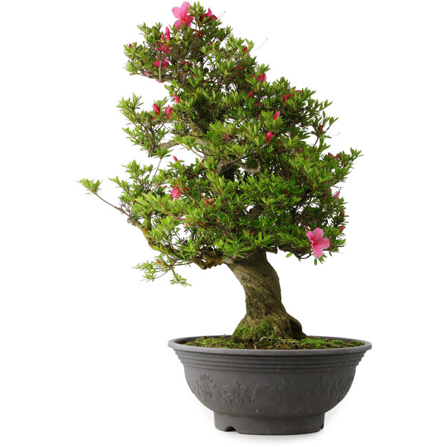 Rhododendron indicum Osakazuki, 72 cm, ± 30 years old