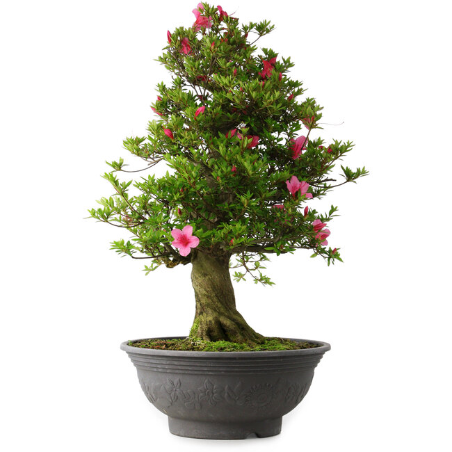 Rhododendron indicum Osakazuki, 72 cm, ± 30 years old