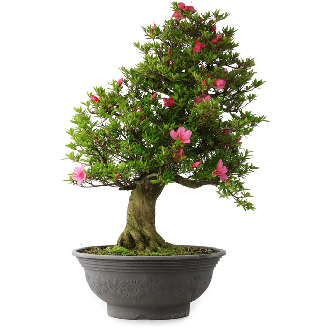 Rhododendron indicum Osakazuki, 72 cm, ± 30 years old