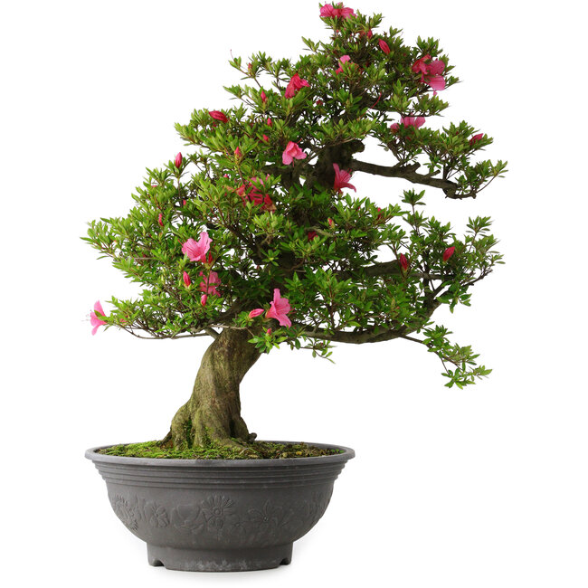 Rhododendron indicum Osakazuki, 72 cm, ± 30 Jahre alt