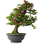 Rhododendron indicum Osakazuki, 72 cm, ± 30 jaar oud