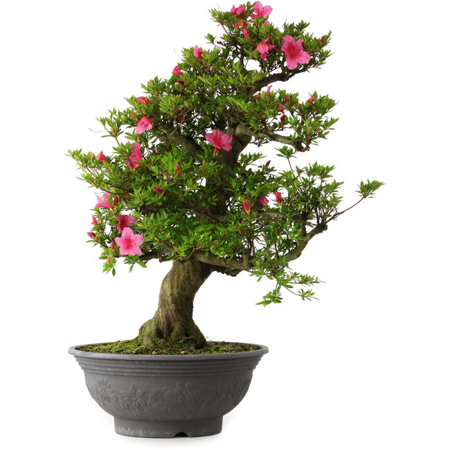 Rhododendron indicum Osakazuki, 72 cm, ± 30 Jahre alt