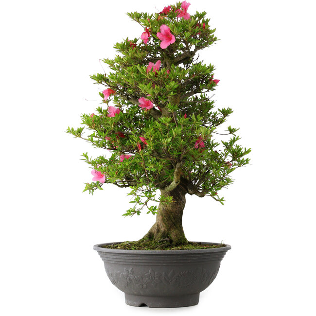 Rhododendron indicum Osakazuki, 72 cm, ± 30 Jahre alt