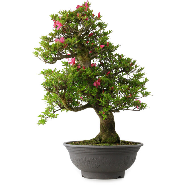 Rhododendron indicum Osakazuki, 72 cm, ± 30 Jahre alt