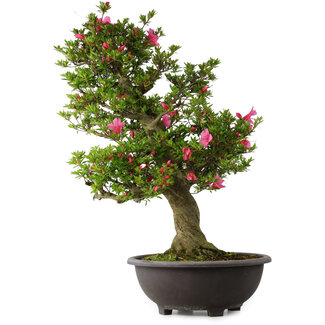Rhododendron indicum Osakazuki, 80 cm, ± 30 jaar oud
