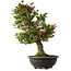 Rhododendron indicum Osakazuki, 80 cm, ± 30 jaar oud