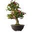 Rhododendron indicum Osakazuki, 80 cm, ± 30 jaar oud