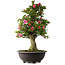 Rhododendron indicum Osakazuki, 80 cm, ± 30 jaar oud