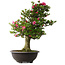 Rhododendron indicum Osakazuki, 80 cm, ± 30 jaar oud