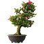 Rhododendron indicum Osakazuki, 80 cm, ± 30 jaar oud