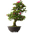 Rhododendron indicum Osakazuki, 80 cm, ± 30 jaar oud