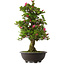 Rhododendron indicum Osakazuki, 80 cm, ± 30 jaar oud