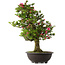 Rhododendron indicum Osakazuki, 80 cm, ± 30 jaar oud