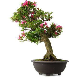 Rhododendron indicum Osakazuki, 70 cm, ± 30 jaar oud