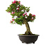 Rhododendron indicum Osakazuki, 70 cm, ± 30 jaar oud
