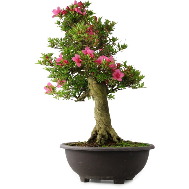 Rhododendron indicum Osakazuki, 70 cm, ± 30 Jahre alt