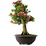 Rhododendron indicum Osakazuki, 70 cm, ± 30 jaar oud