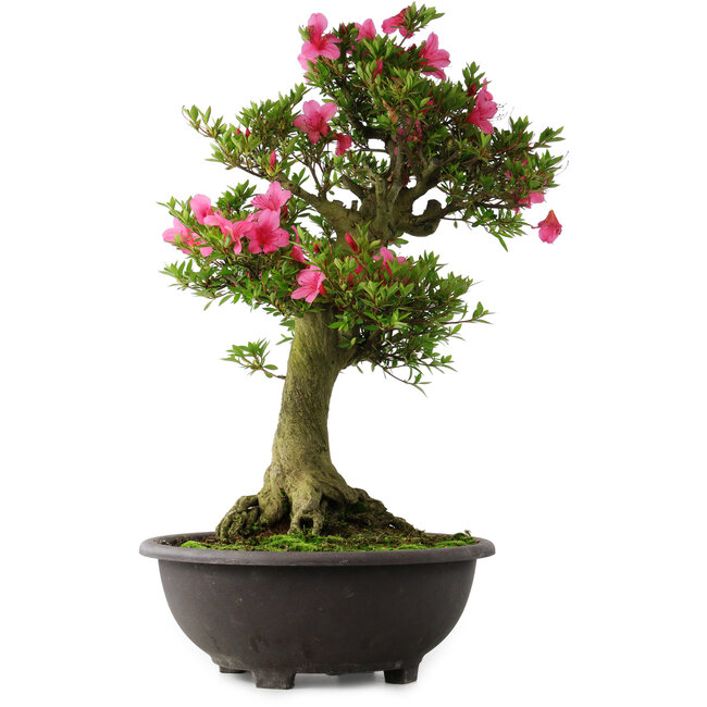 Rhododendron indicum Osakazuki, 70 cm, ± 30 Jahre alt