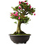 Rhododendron indicum Osakazuki, 70 cm, ± 30 jaar oud