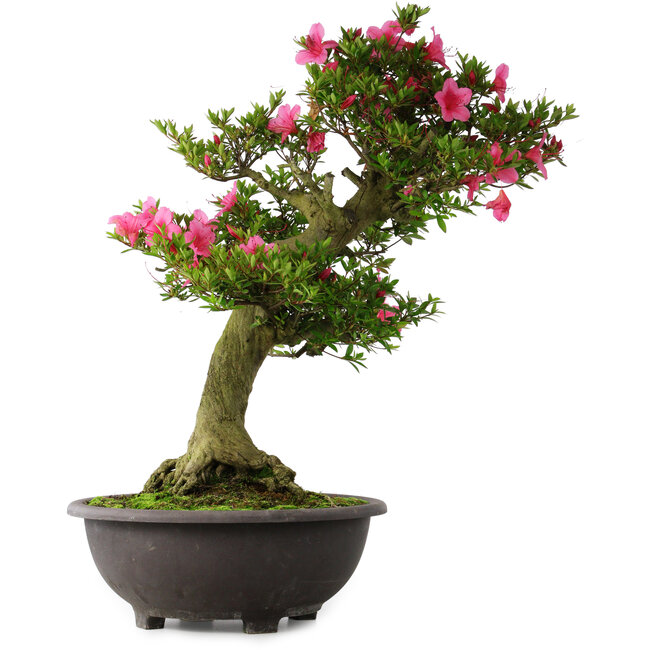 Rhododendron indicum Osakazuki, 70 cm, ± 30 Jahre alt