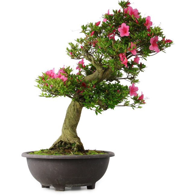 Rhododendron indicum Osakazuki, 70 cm, ± 30 Jahre alt