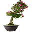 Rhododendron indicum Osakazuki, 70 cm, ± 30 jaar oud