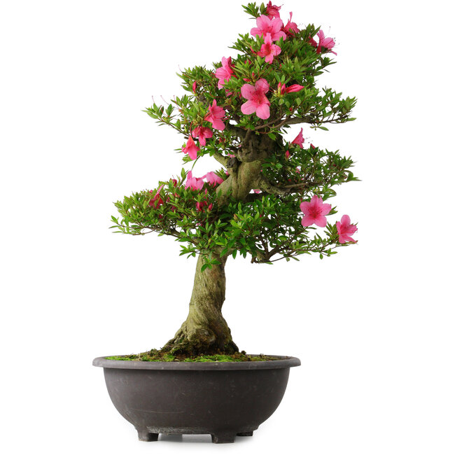 Rhododendron indicum Osakazuki, 70 cm, ± 30 Jahre alt