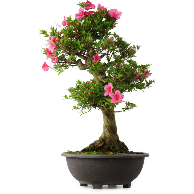 Rhododendron indicum Osakazuki, 70 cm, ± 30 years old