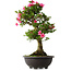 Rhododendron indicum Osakazuki, 70 cm, ± 30 jaar oud