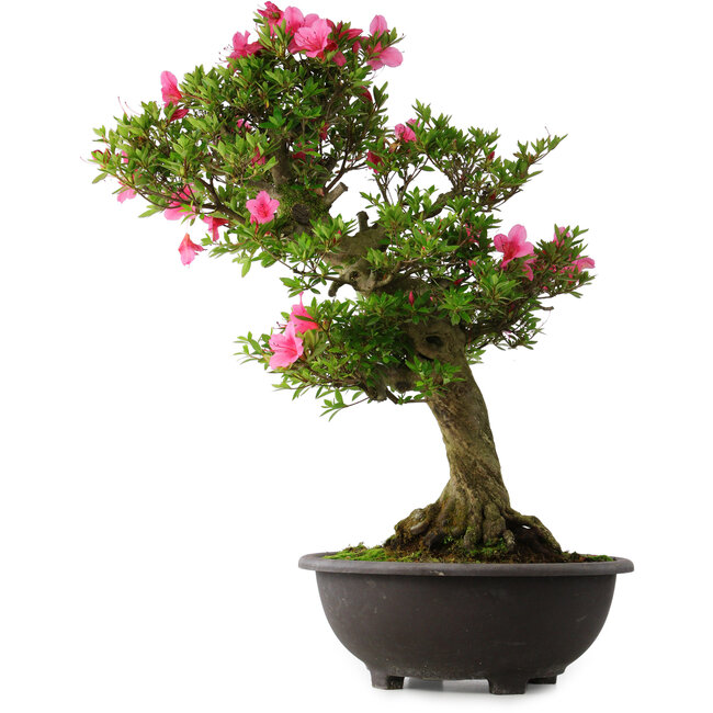 Rhododendron indicum Osakazuki, 70 cm, ± 30 Jahre alt