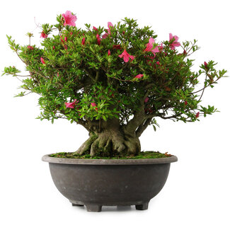 Rhododendron indicum Osakazuki, 42 cm, ± 30 jaar oud