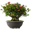Rhododendron indicum Osakazuki, 42 cm, ± 30 jaar oud